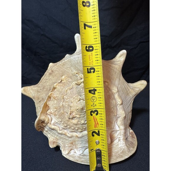 Queen Helmet Conch Sea Shell Cassis Cornuta 9" Nautical Coastal Decor 2.1 lbs - Picture 12 of 12
